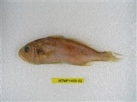 藏品(斑鰭白姑魚)的圖片